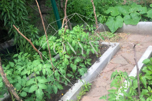 Изображение 12