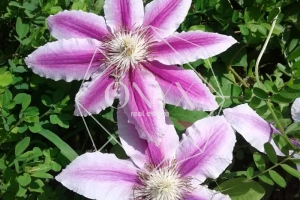 Изображение 13