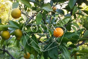 Изображение 14