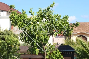 Изображение 8